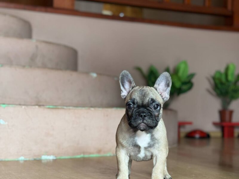 Francuski buldog prelepi štenci