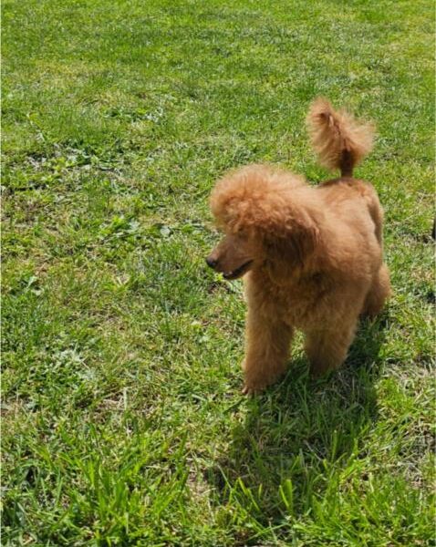 Crvena Toy Pudla musko stene