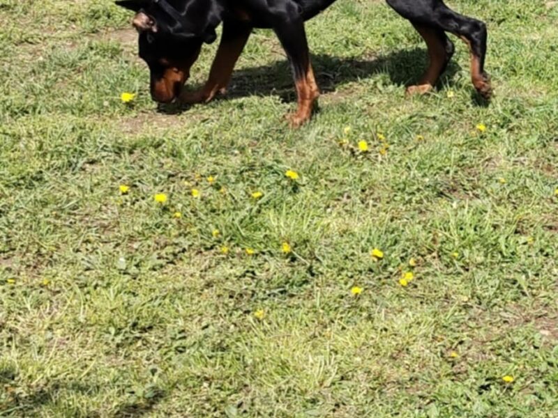 Doberman stenci