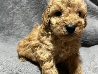 Mini Pudle prelepi štenci