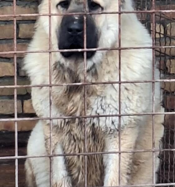 Kavkaski ovčar, štenci