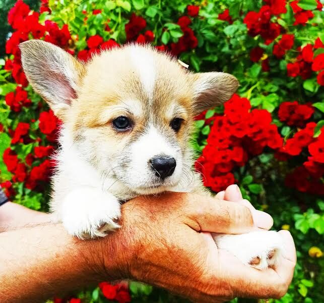 Velški Korgi Pembork, štenci