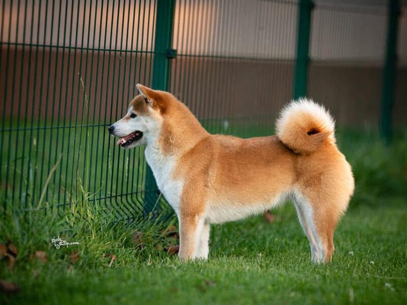 Shiba inu (šiba inu) štenci
