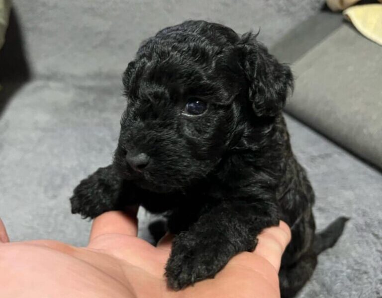 Mini Pudle prelepi štenci
