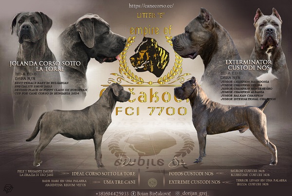 Cane corso štenci