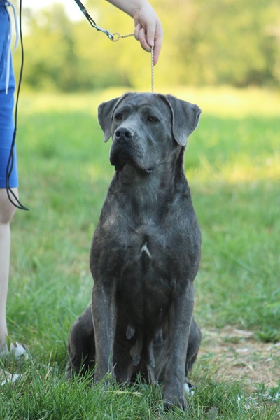 Cane corso štenci