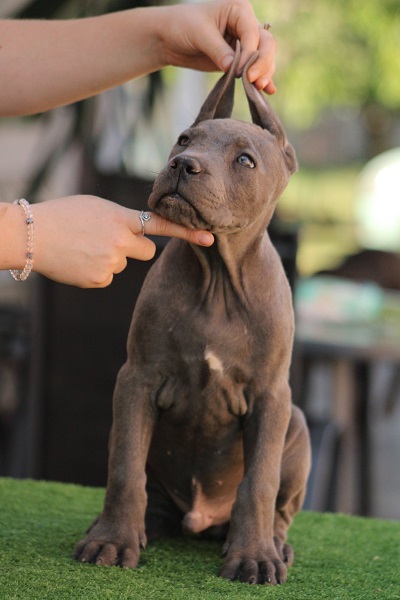 Cane corso štenci