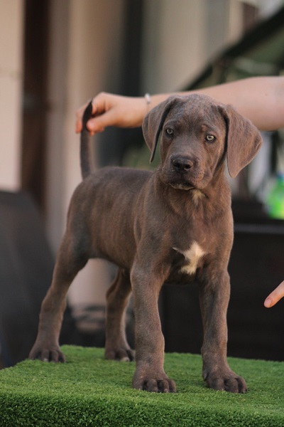 Cane corso štenci
