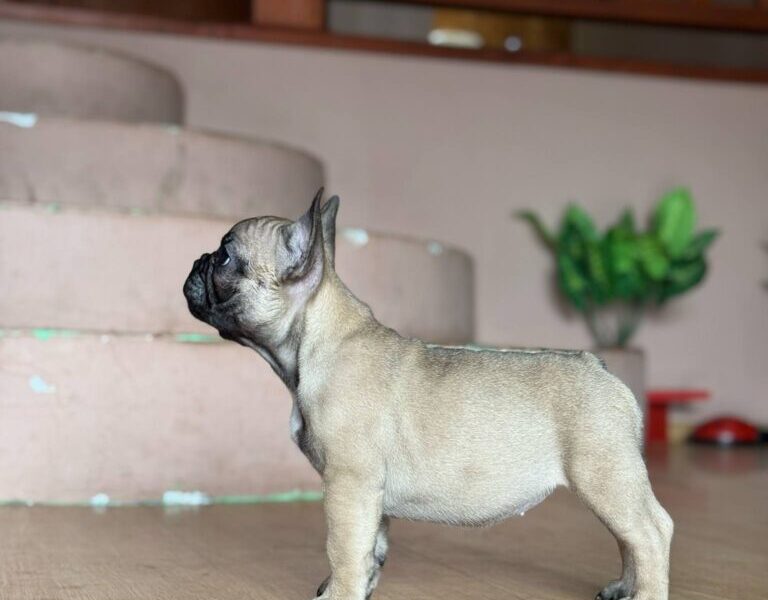 Francuski Buldog prelepi štenci