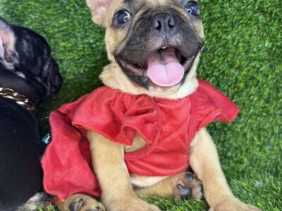 Francuski Buldog prelepi štenci