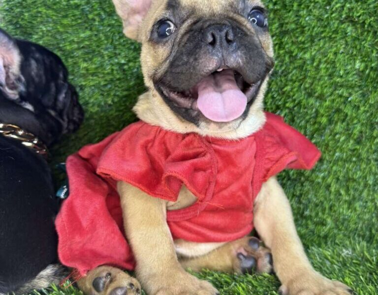 Francuski Buldog prelepi štenci