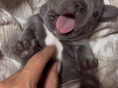 Francuski Buldog prelepi štenci