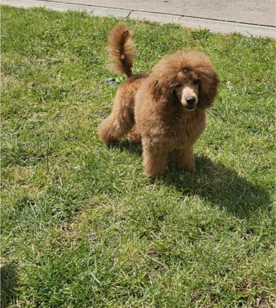 Crvena Toy Pudla musko stene