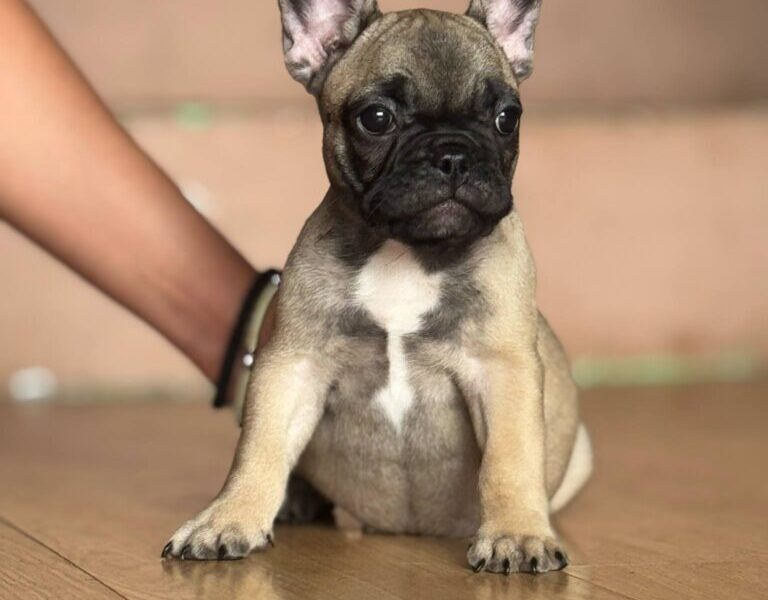 Francuski Buldog prelepi štenci