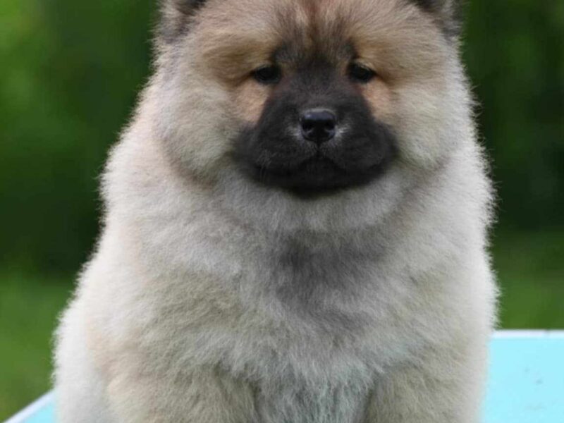 Chow Chow Cau Cau Čau Čau