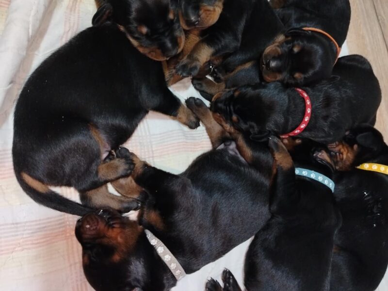 Doberman stenci