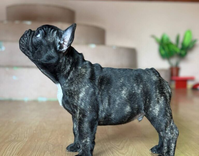 Francuski Buldog prelepi štenci