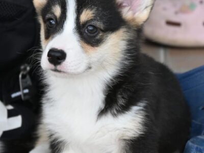 Velski korgi Welsh Corgi Pembroke
