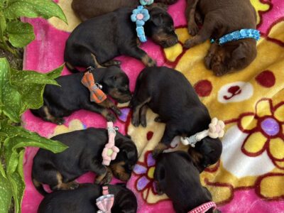 Doberman prelepi stenci
