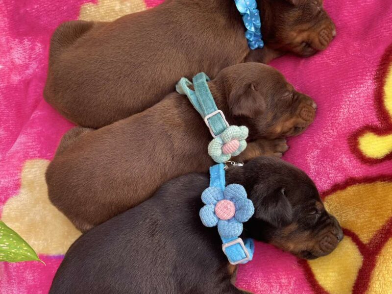 Doberman prelepi stenci
