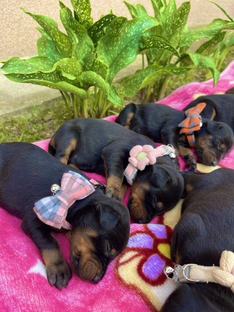 Doberman prelepi stenci