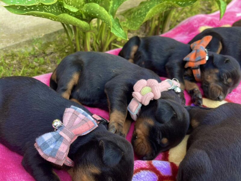 Doberman prelepi stenci