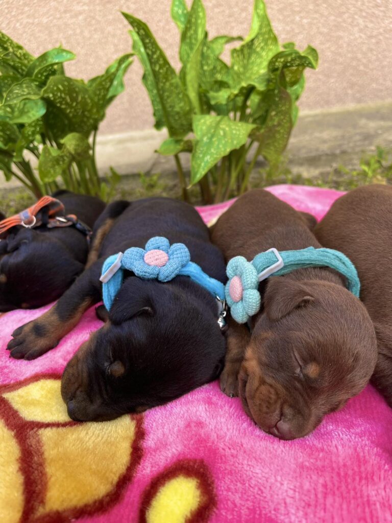 Doberman prelepi stenci