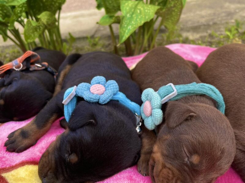 Doberman prelepi stenci