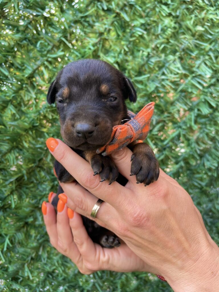 Doberman prelepi stenci