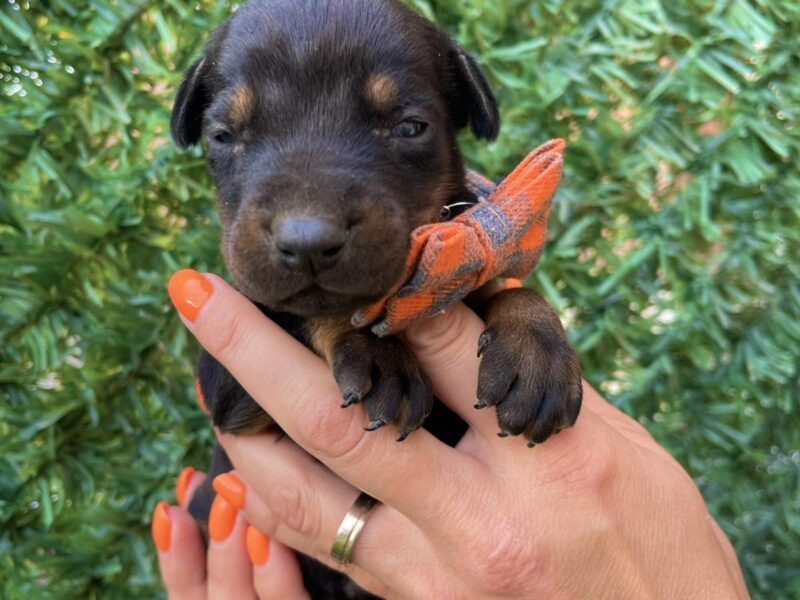 Doberman prelepi stenci