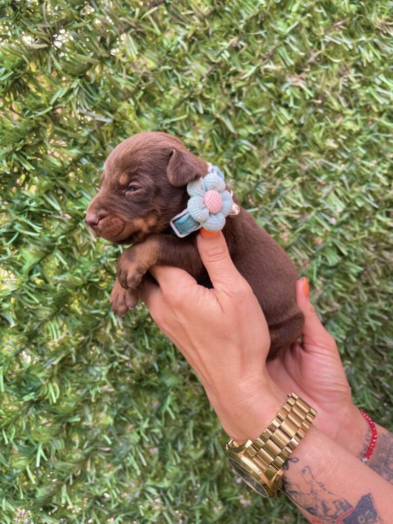 Doberman prelepi stenci
