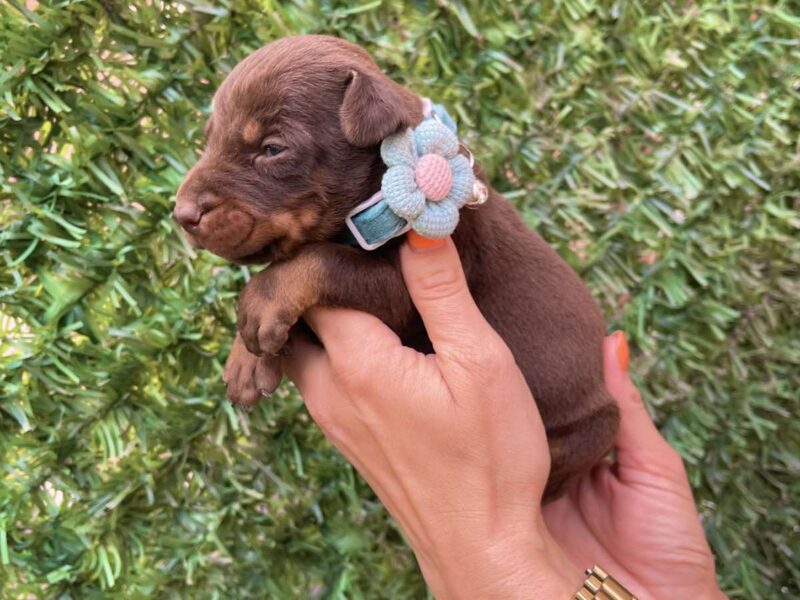 Doberman prelepi stenci