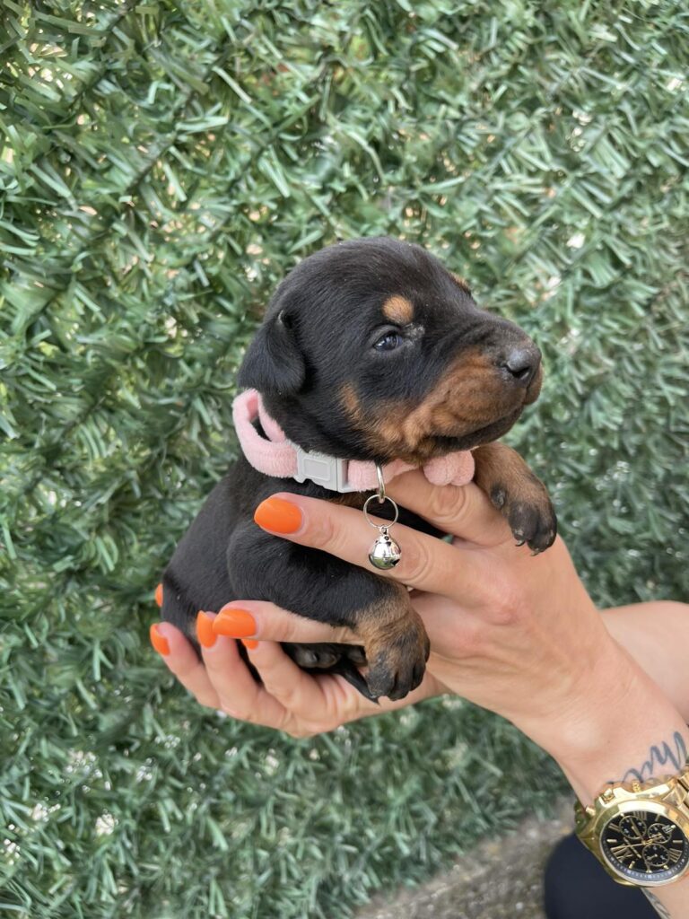 Doberman prelepi stenci