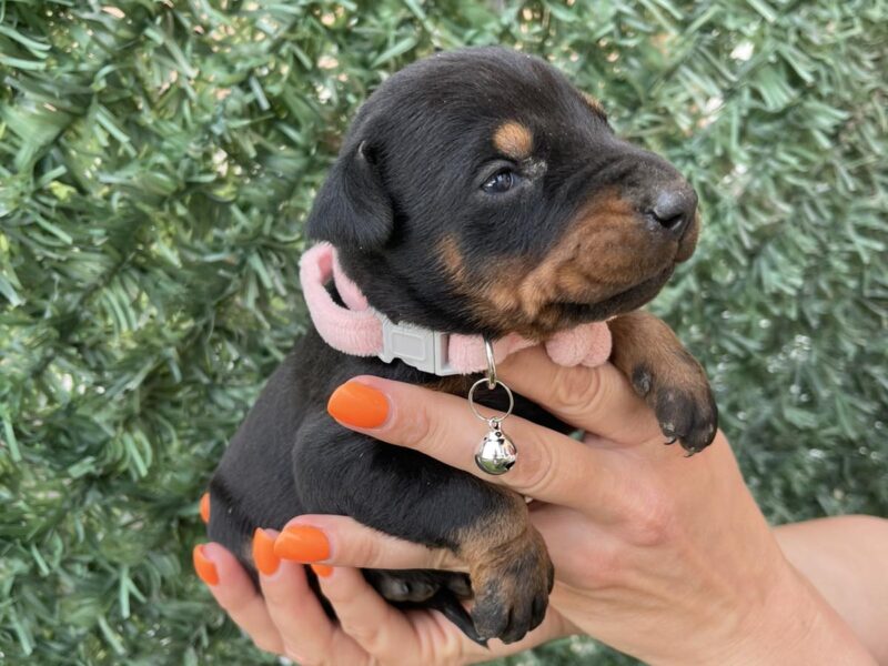 Doberman prelepi stenci