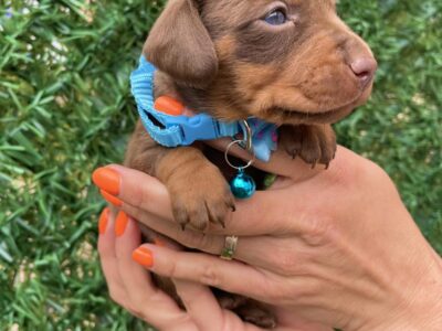 Patuljasti Jazavičar egzotične boje štenci