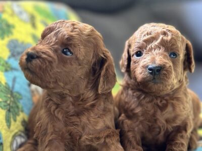 Toy Pudle na prodaju