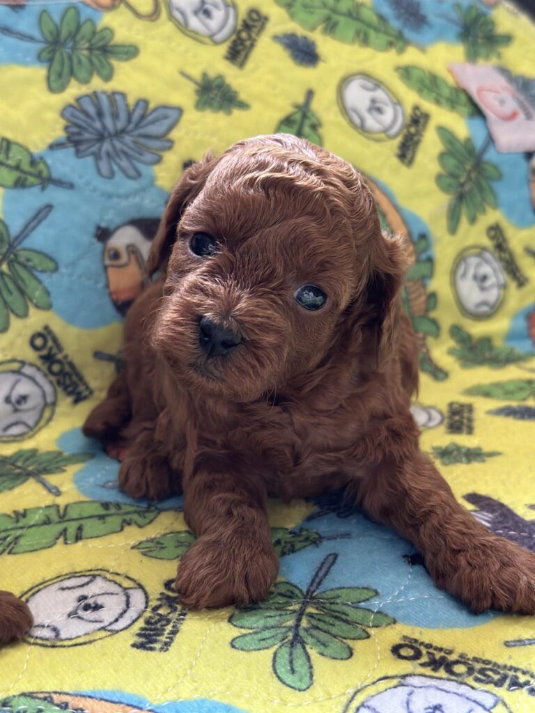 Toy Pudla štenci