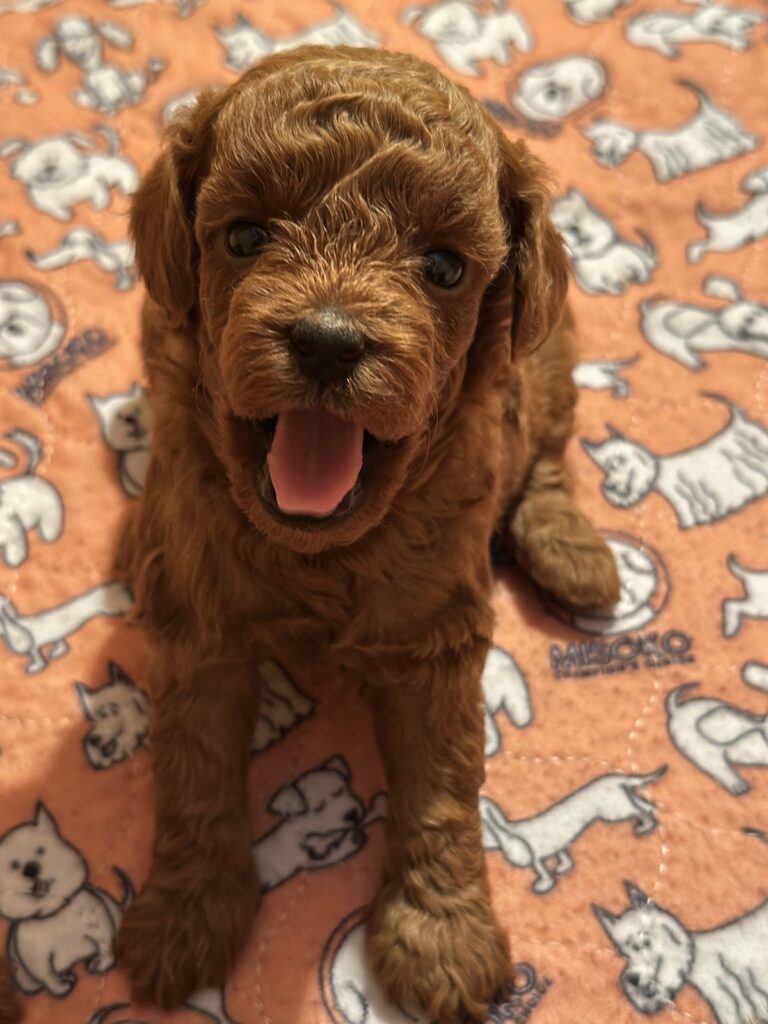 Toy Pudla štenci