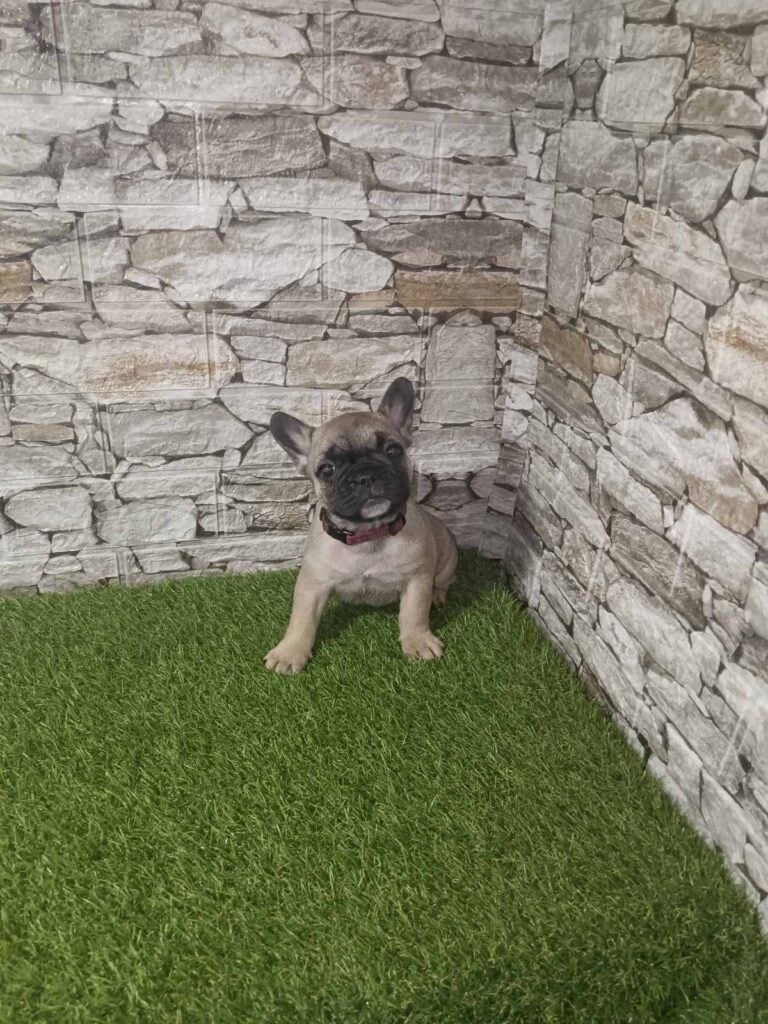 Francuski Buldog prelepi štenci