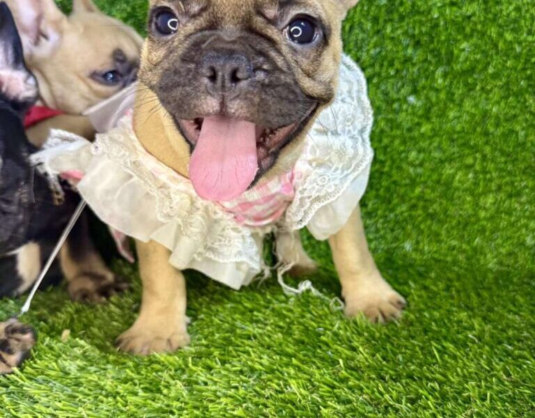 Francuski Buldog prelepi štenci