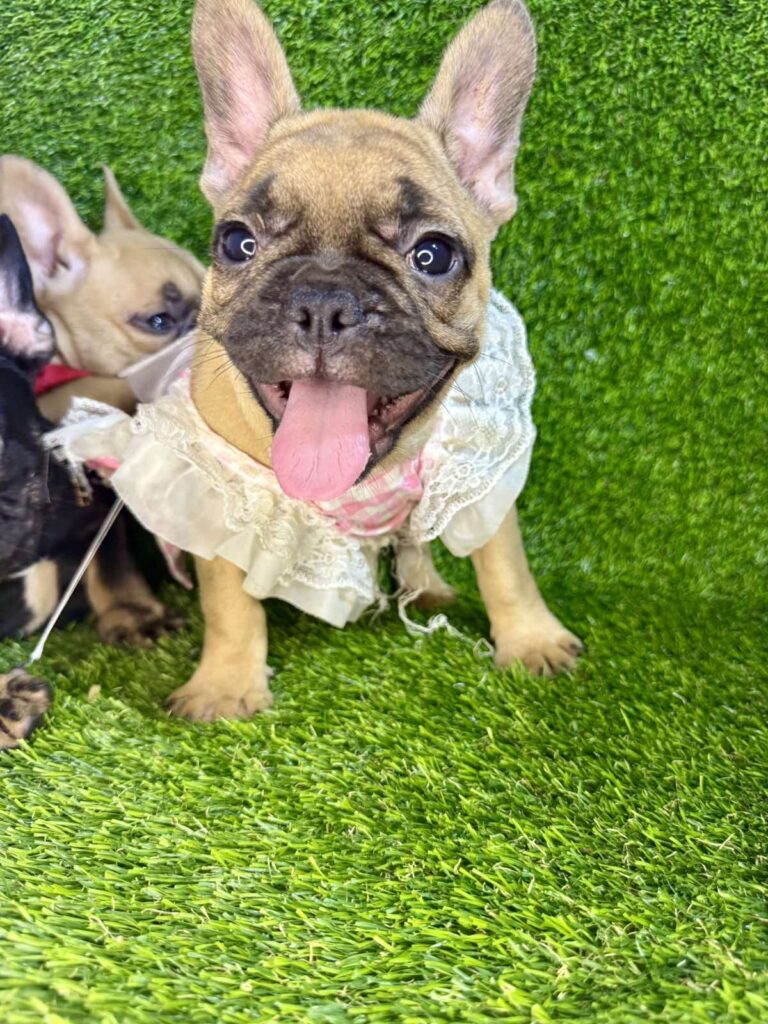 Francuski Buldog prelepi štenci
