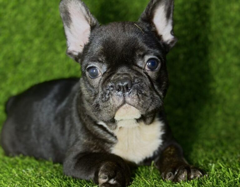 Francuski Buldog prelepi štenci