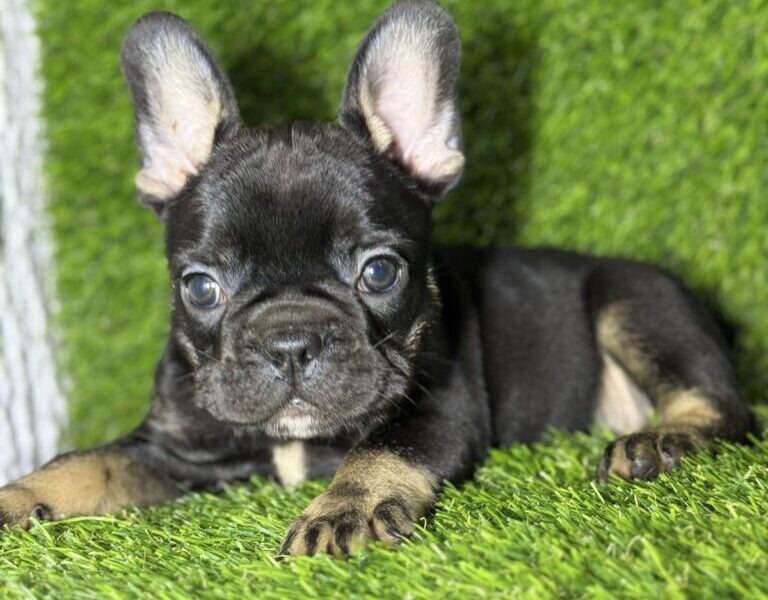 Francuski Buldog prelepi štenci