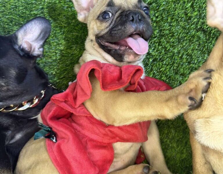 Francuski Buldog prelepi štenci