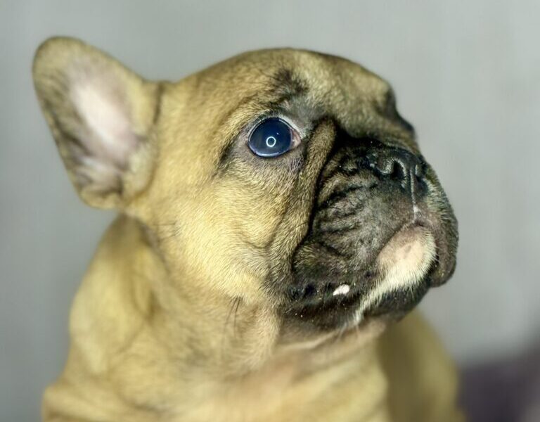 Francuski Buldog prelepi štenci