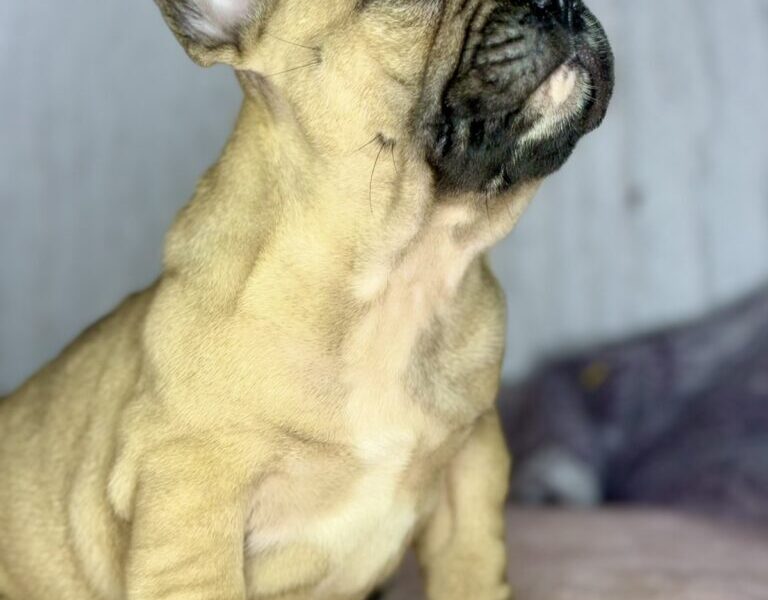 Francuski Buldog prelepi štenci