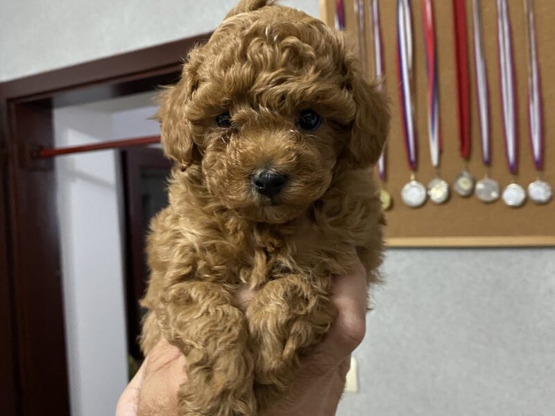 Crvena Patuljasta Pudla štenci