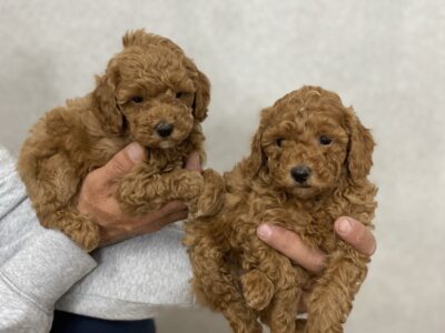 Crvena Patuljasta Pudla štenci