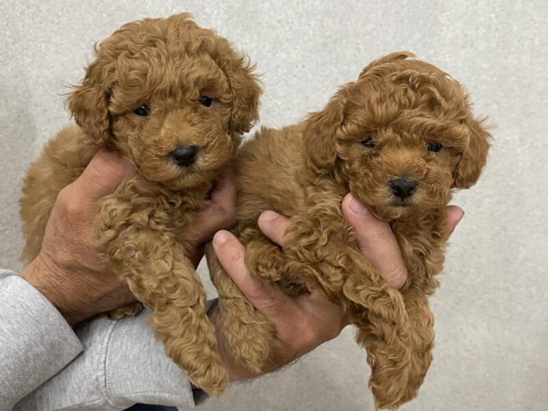 Crvena Patuljasta Pudla štenci