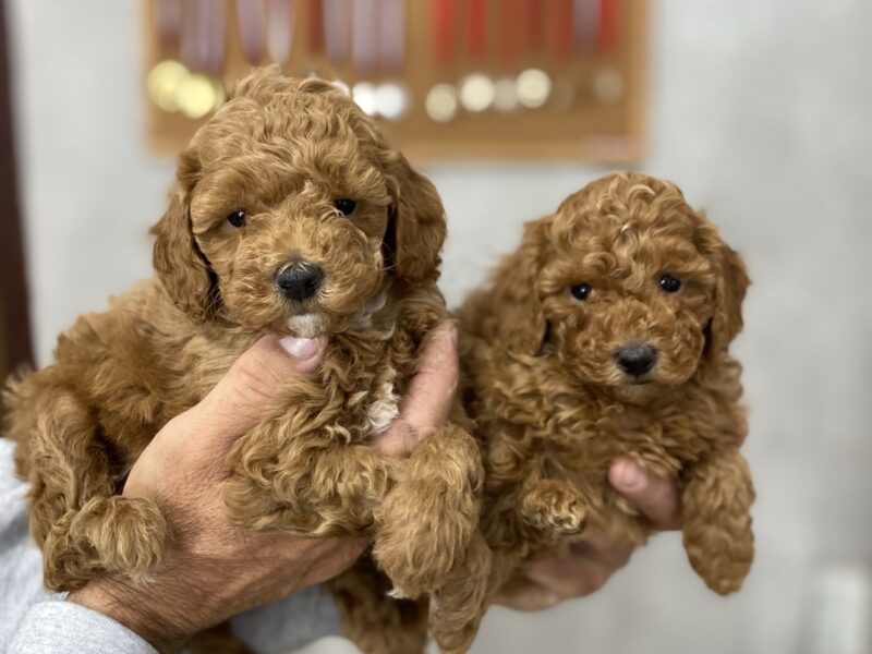 Crvena Patuljasta Pudla štenci